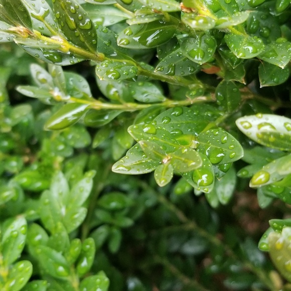 Meet your Posher, Addie - Picture 1 of 1